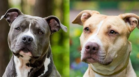 Is An American Staffordshire Terrier A Pit Bull